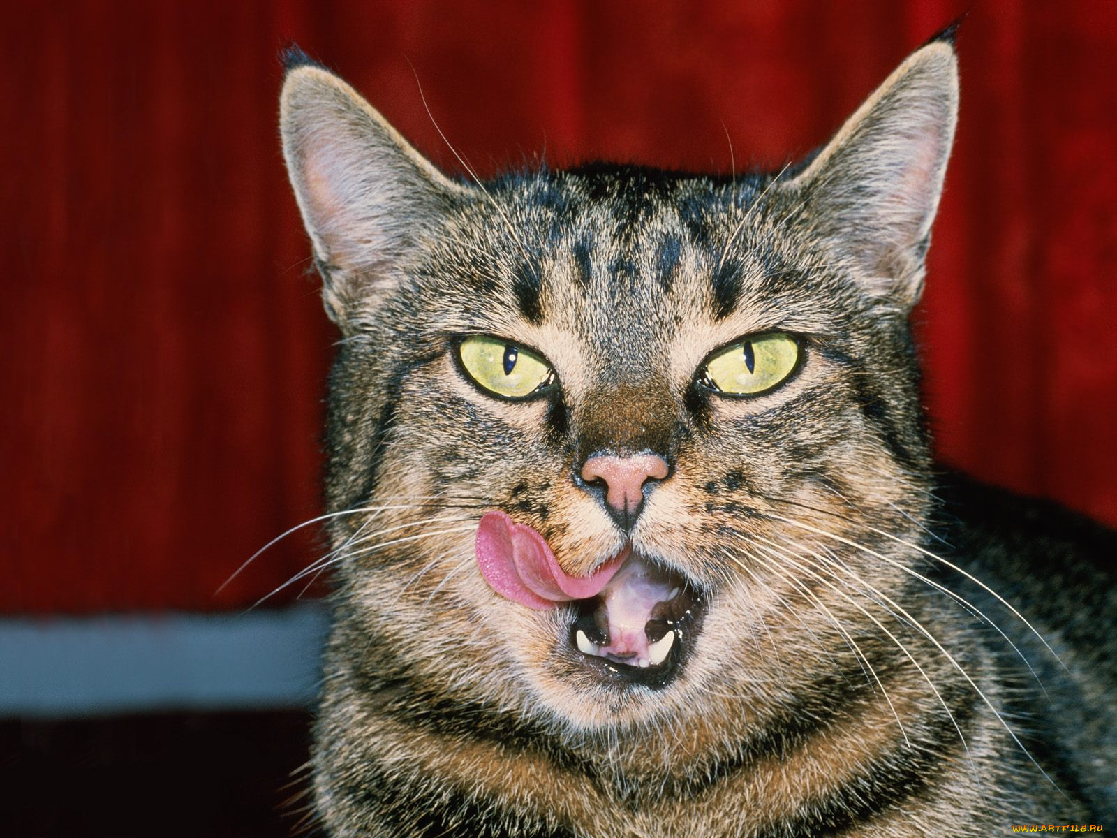 hello, you, tasty, little, morsel, , 
